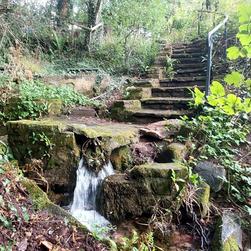 The spring at St Milburga's Holy well. Surrounded by vegetation, stone steps curve down towards the water in the foreground