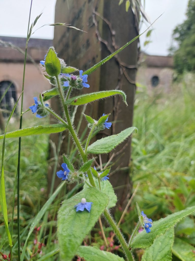 The bright blue flowers of a Green Alkanet plant are seen in close up, growing in front of a slightly blurred gravestone, with a derelict church further in the background