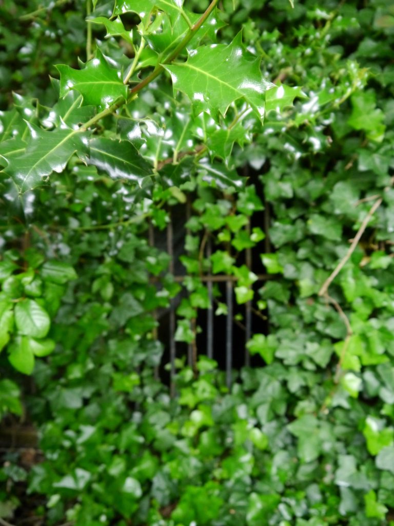 Dense foliage of holly and ivy fill the frame, but just visible in the centre of the image are the upright bars of an old wrought iron grille