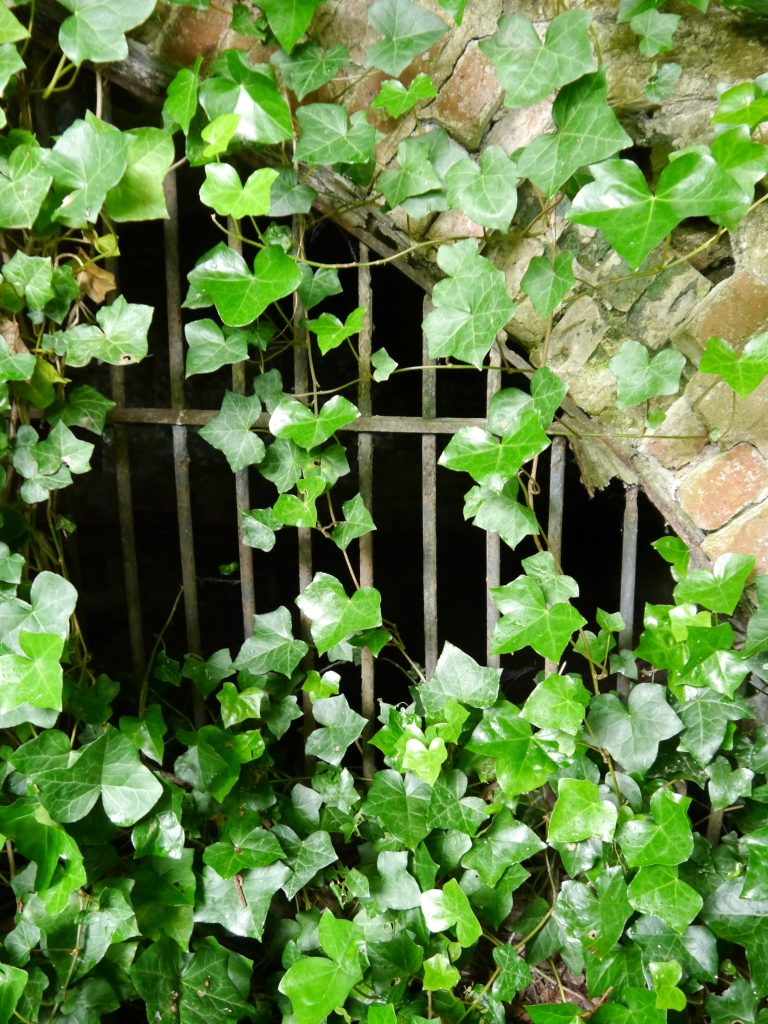 The bars of an old wrought iron grille can be seen set in a section of arched brickwork, with ivy growing over the whole structure