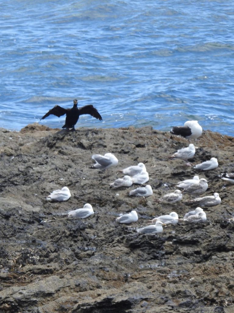 A black cormorant, wings outstretched, suns itself on a rook with gulls resting in the foreground. The sea is visible behind the rock