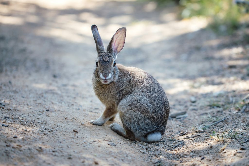 A hare sits on a dusty lane, looking back towards the camera