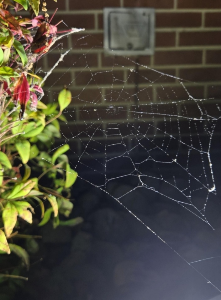 A spider's web stretches across the frame from a shrub on the left. It's silken threads are lit from a light source, out of shot, in the bottom right. In the background is a slightly blurred red-brick wall.