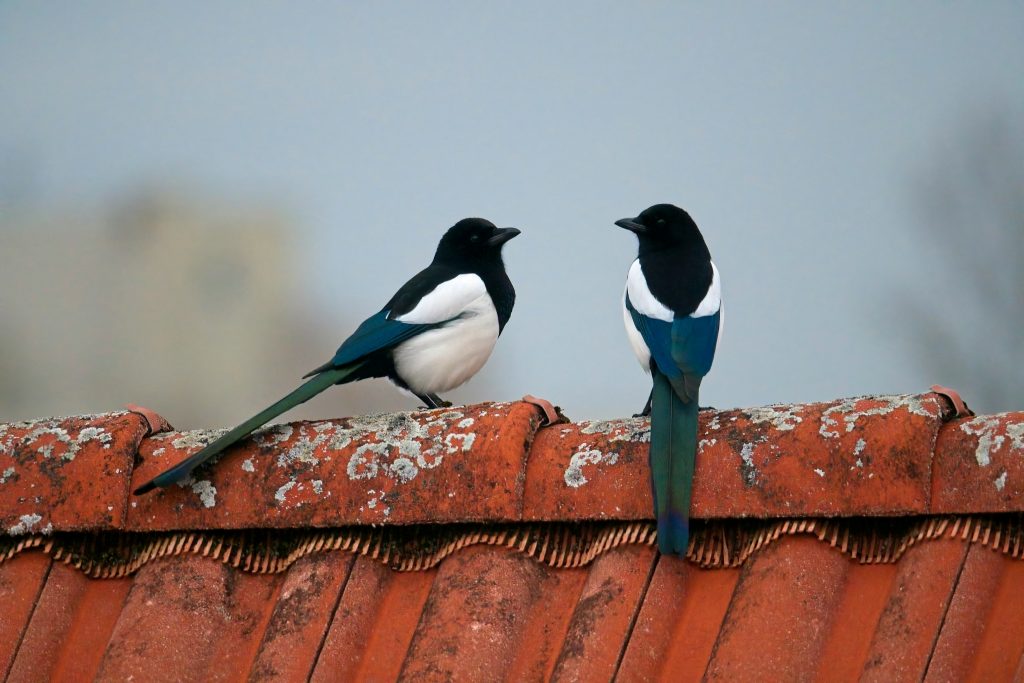 Two magpies with their distinctive black and white markings, perch on a red tiled rooftop.