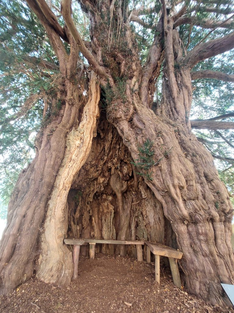 A huge old yew tree with a hollow trunk lined with benches