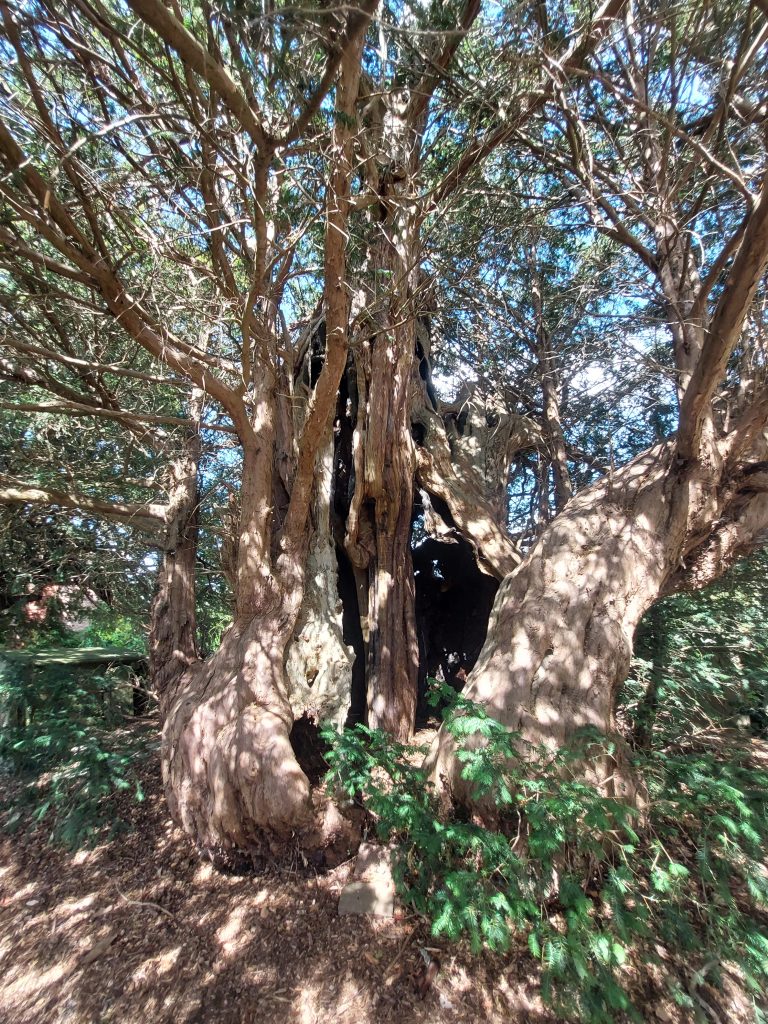 A huge old yew tree in dappled sunlight