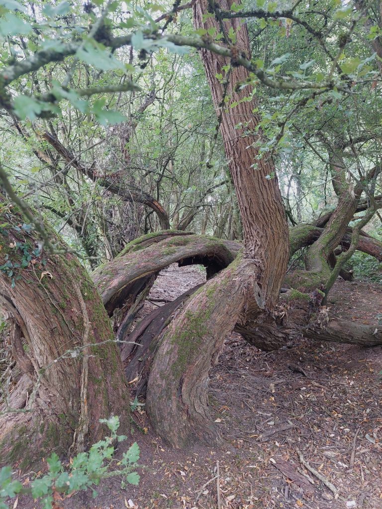 An old willow tree, its fallen trunk bending away from the camera, its branches grown upright like new trunks