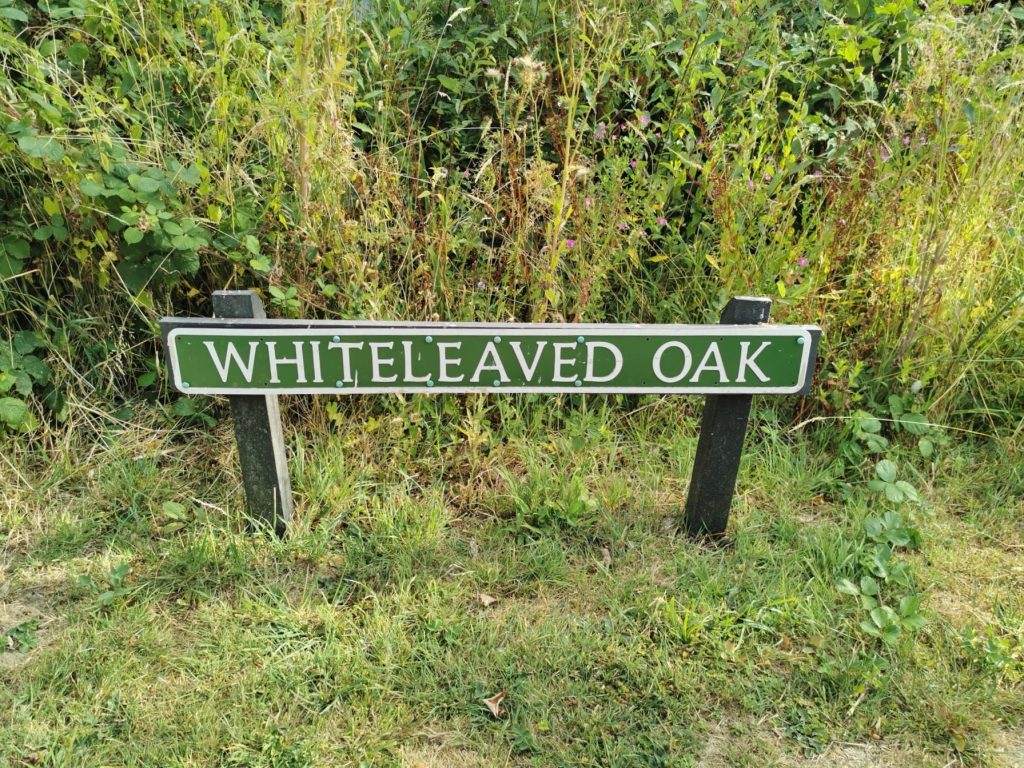 A small metal village sign, white writing on a green background, for Whiteleaved Oak. The sign is set on two short posts in the ground, surrounded by vegetation